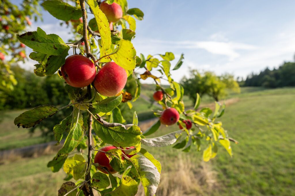 Äpfel
