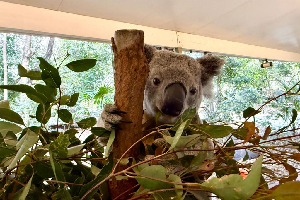 Koala-Schutzzentrum in Brisbane