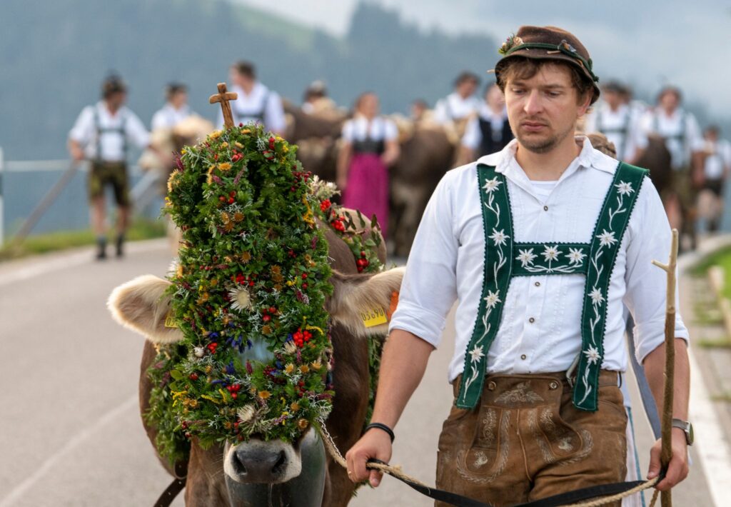 Beginn der Viehscheid-Saison im Allgäu