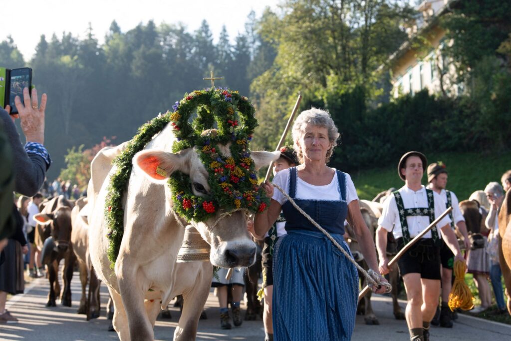 Beginn der Viehscheid-Saison im Allgäu