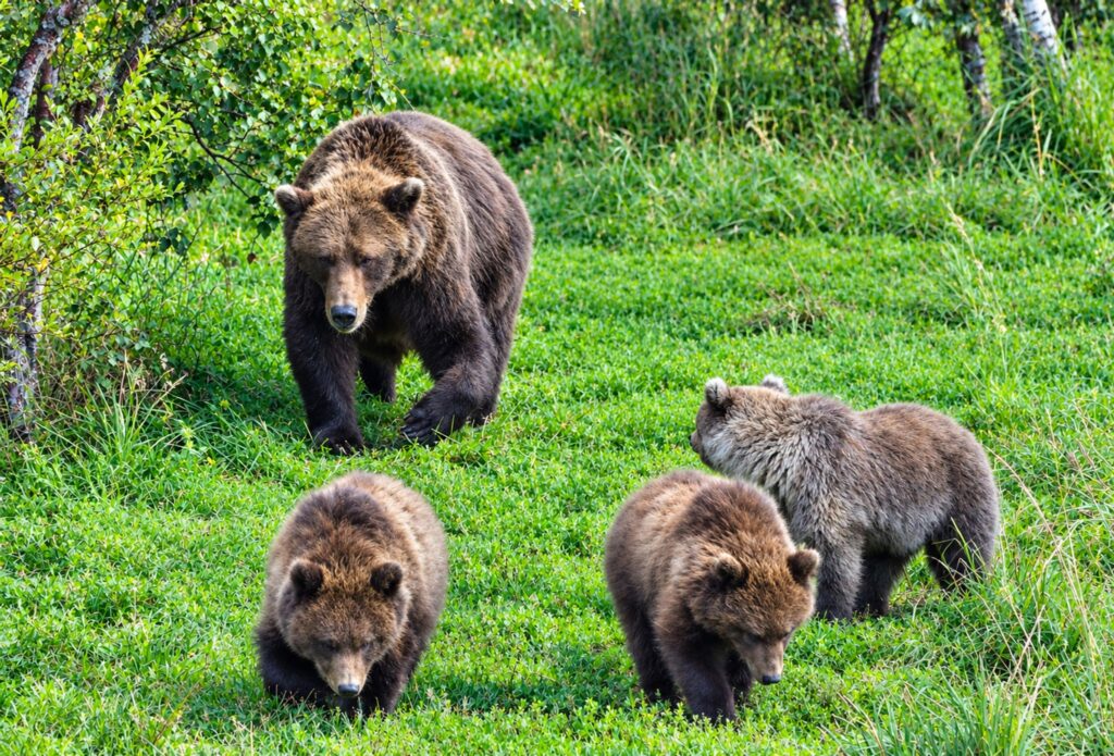 «Fat Bear»-Wahl in Alaska