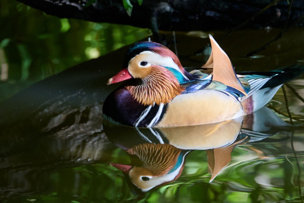 Mandarinente