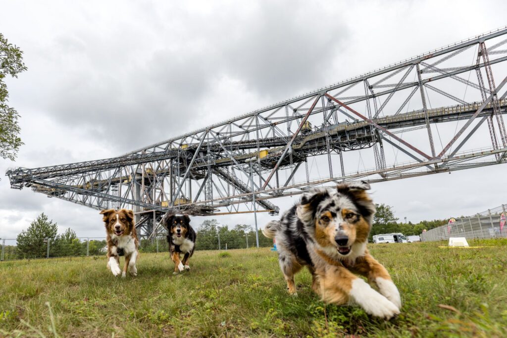 Hundefestival