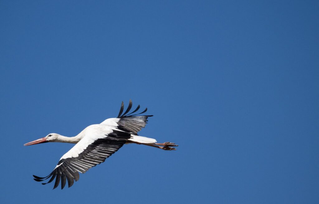 Storch