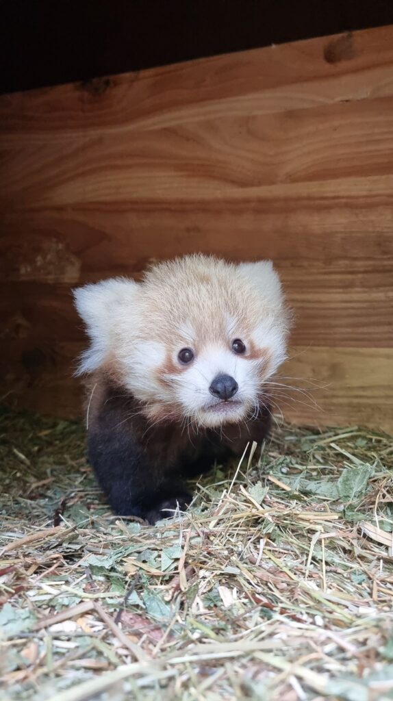 Roter Panda Tierpark Berlin