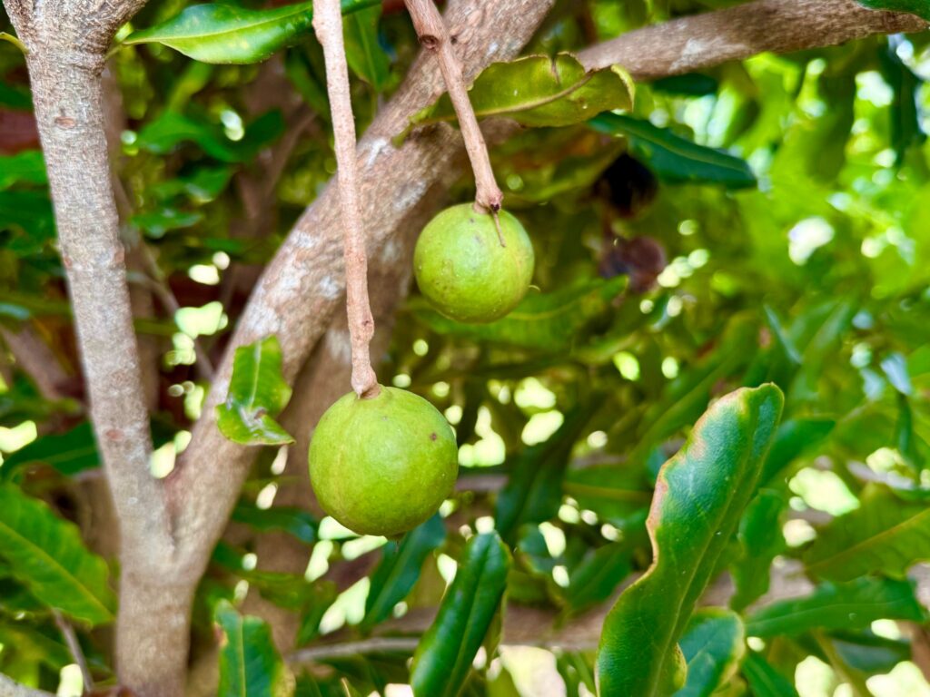 Macadamias in Australien