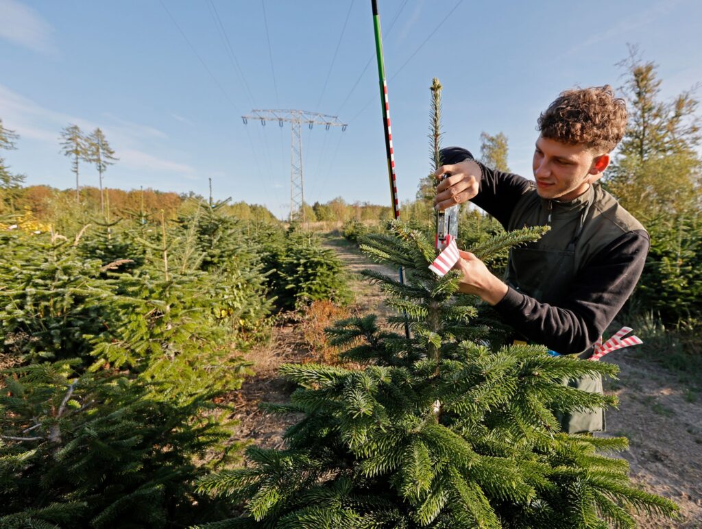 Vorbereitungen in der Weihnachtsbaumplantage