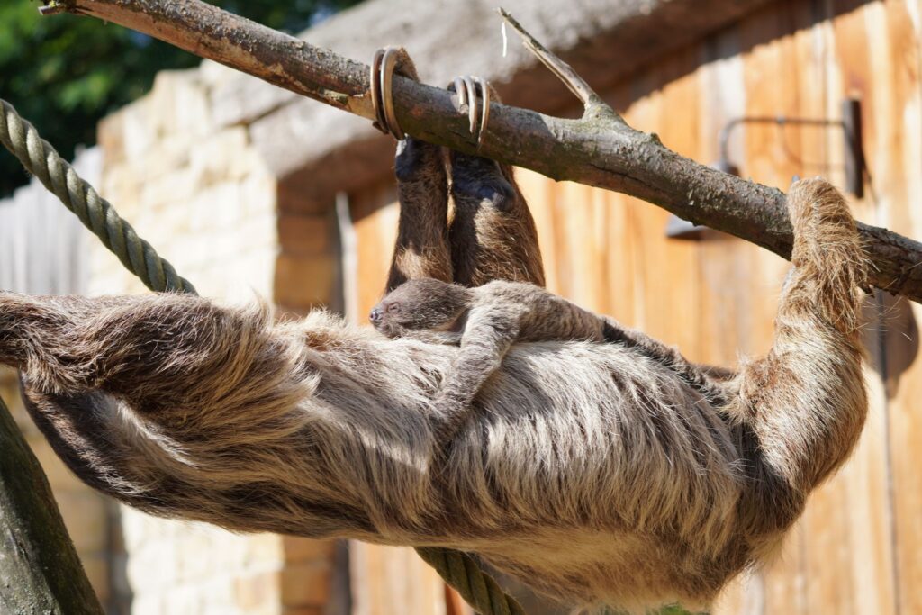 Faultiernachwuchs im Zoo Hannover