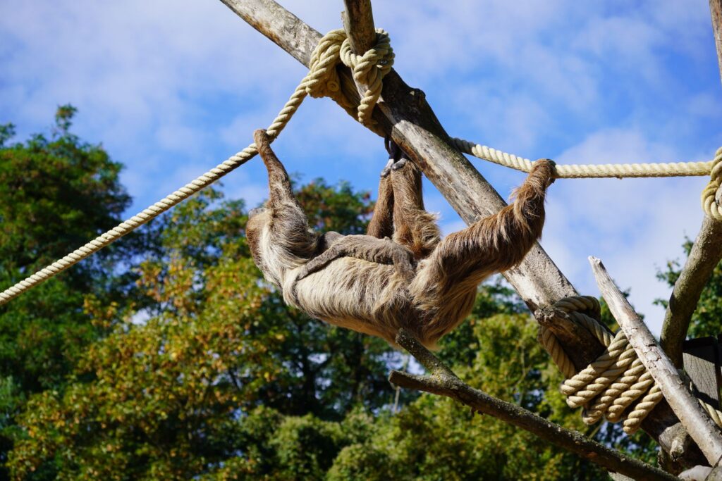 Faultiernachwuchs im Zoo Hannover