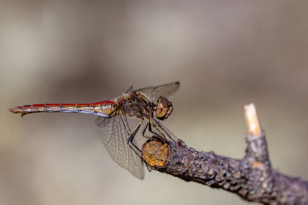Libelle