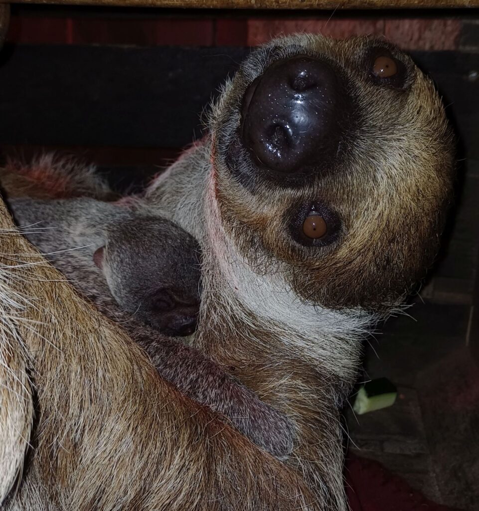 Faultiernachwuchs im Zoo Hannover