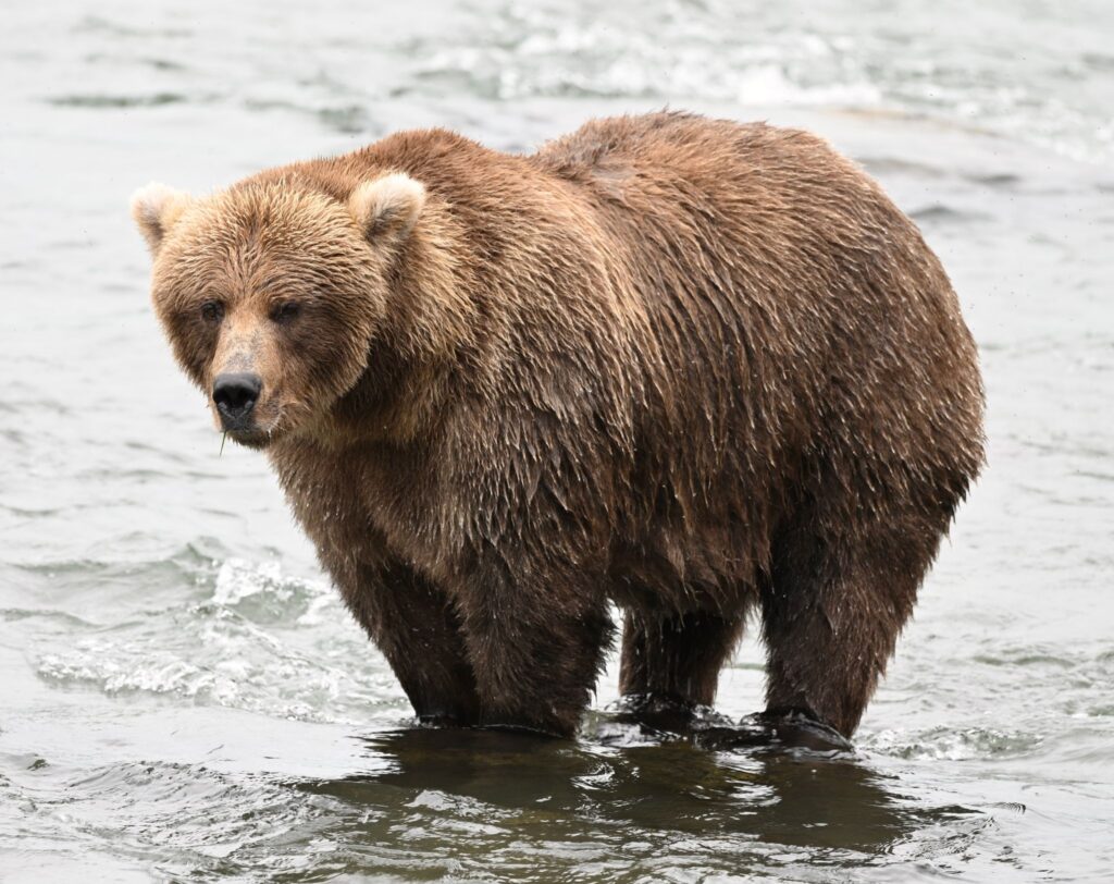 «Fat Bear»-Wahl in Alaska