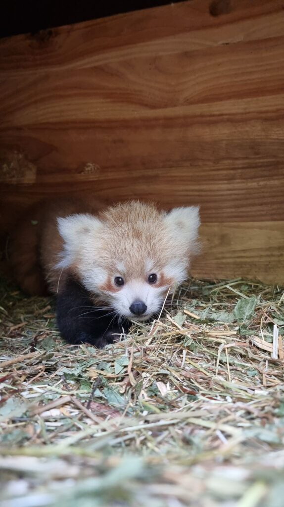 Roter Panda Tierpark Berlin
