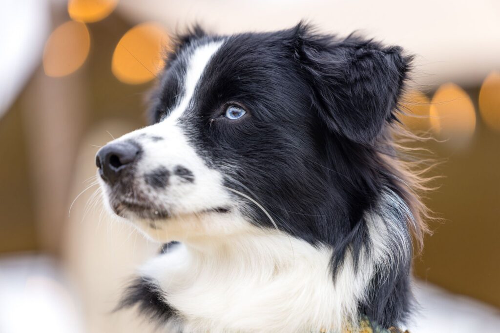 Hundefestival