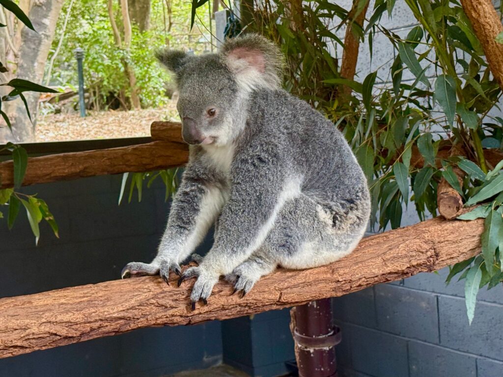 Koala-Schutzzentrum in Brisbane