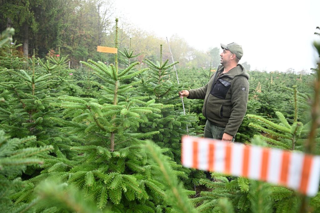 Weihnachtsbäume vor der Saison