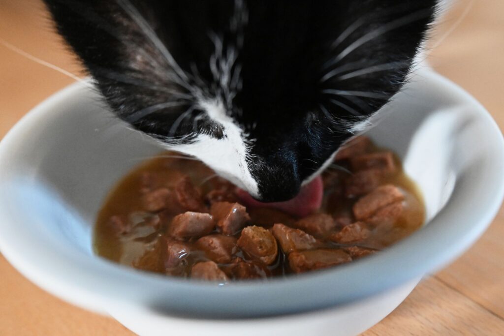 Katze frisst Katzenfutter