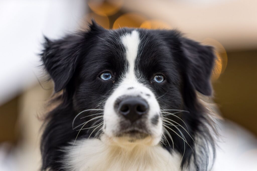 Australian Shepherd
