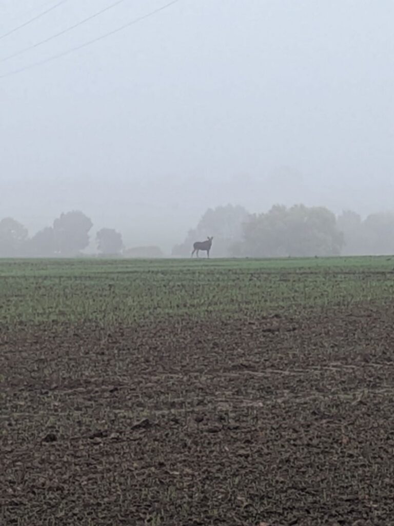 Elch in Mecklenburg-Vorpommern