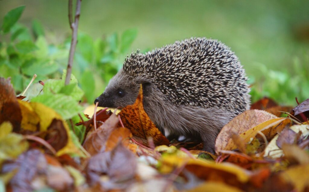 Ein Igel läuft durch einen Garten