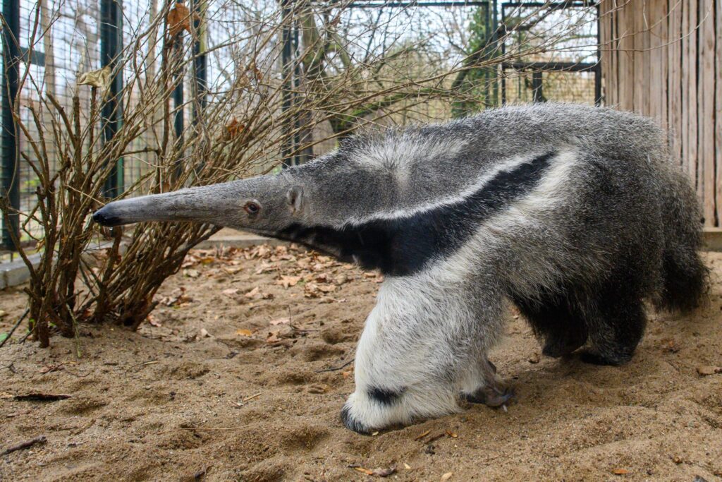 Ameisenbär