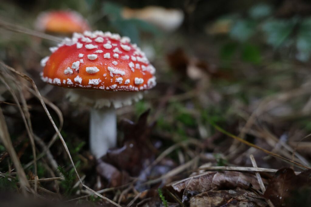 Fliegenpilz
