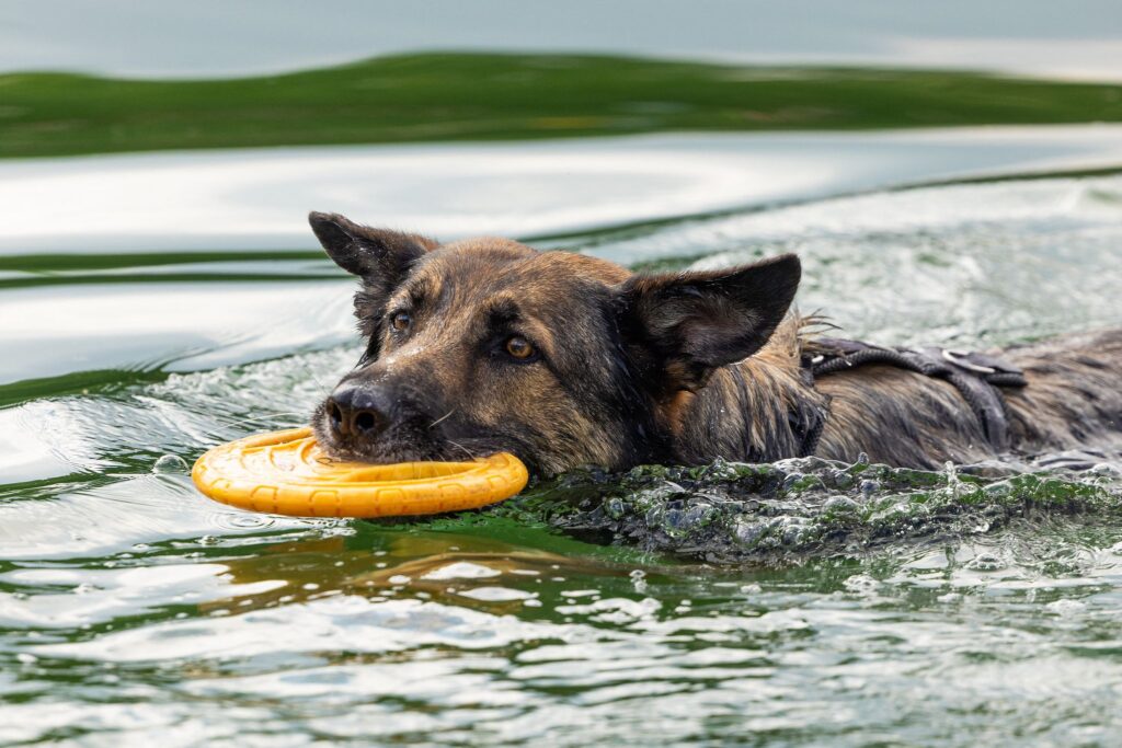 Hundebadetag im Naturbad Dresden-Mockritz