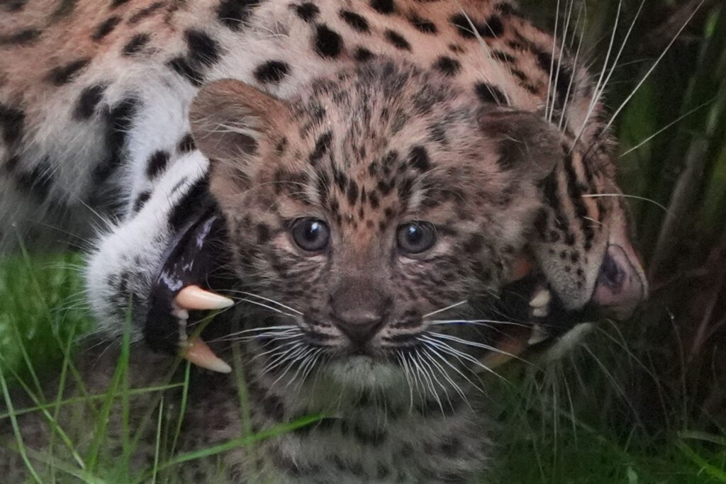 Nachwuchs bei den Leoparden im Tierpark Hagenbeck