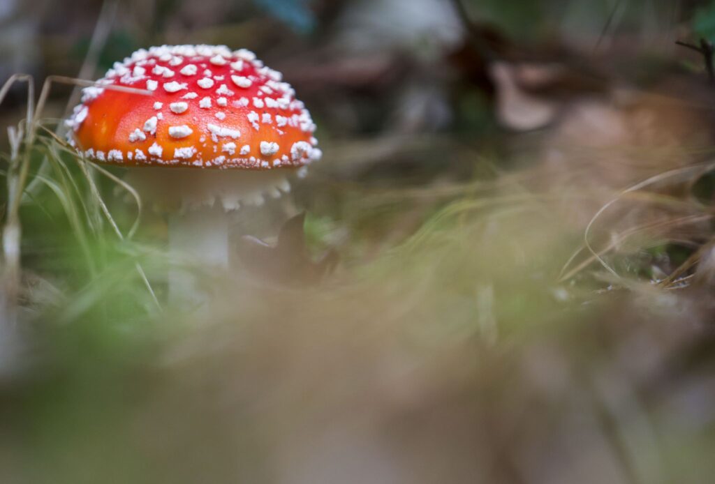 Fliegenpilz
