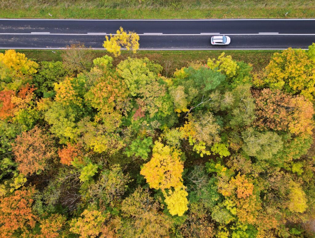 Herbstfarben im Wald