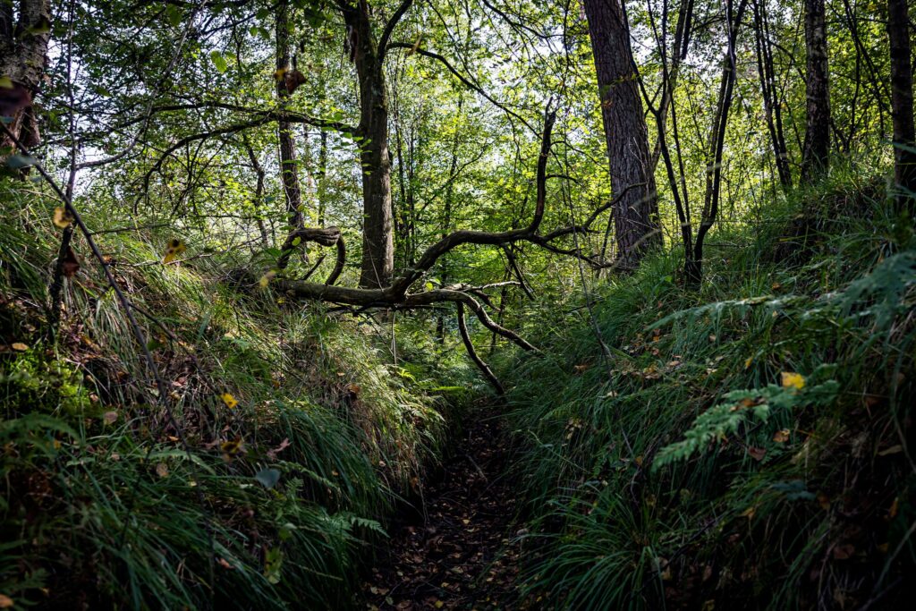 Wie ein Wald wieder Moor wird