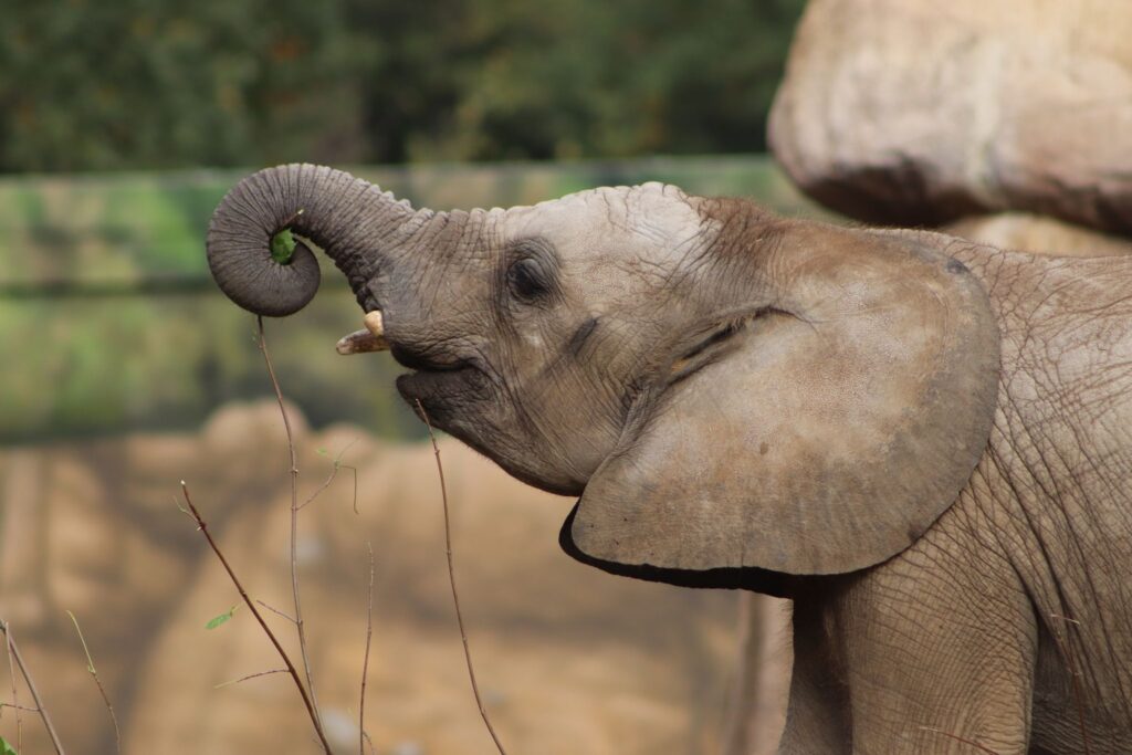 Elefant Simon Tierpark Berlin