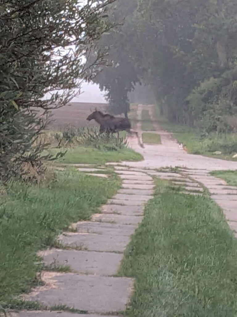 Elch in Mecklenburg-Vorpommern