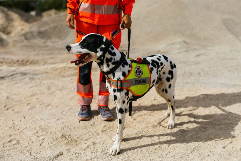 Training Suchhundestaffel Freiburg