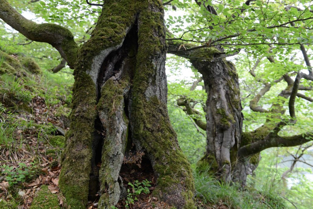 Nationalpark Kellerwald-Edersee