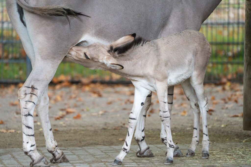 Somali-Wildesel