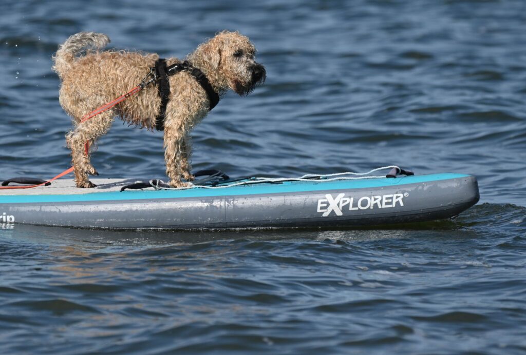 Hund auf einem SUP-Board