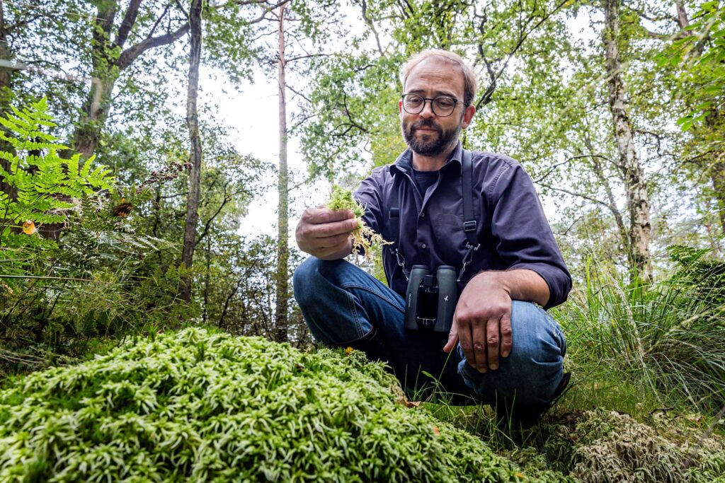 Wie ein Wald wieder Moor wird