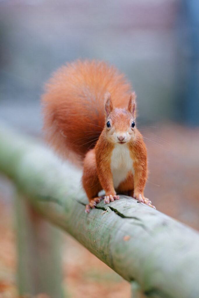 Eichhörnchen