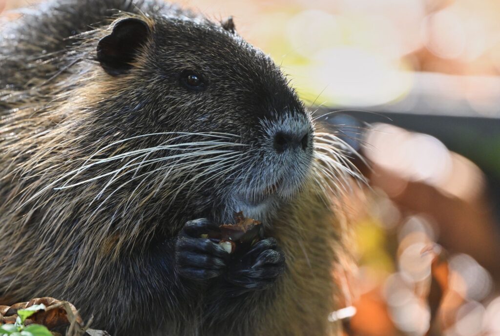 Nutria im Spreewald