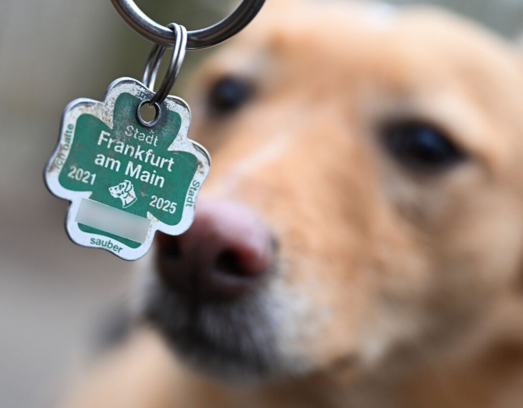 Hundesteuer