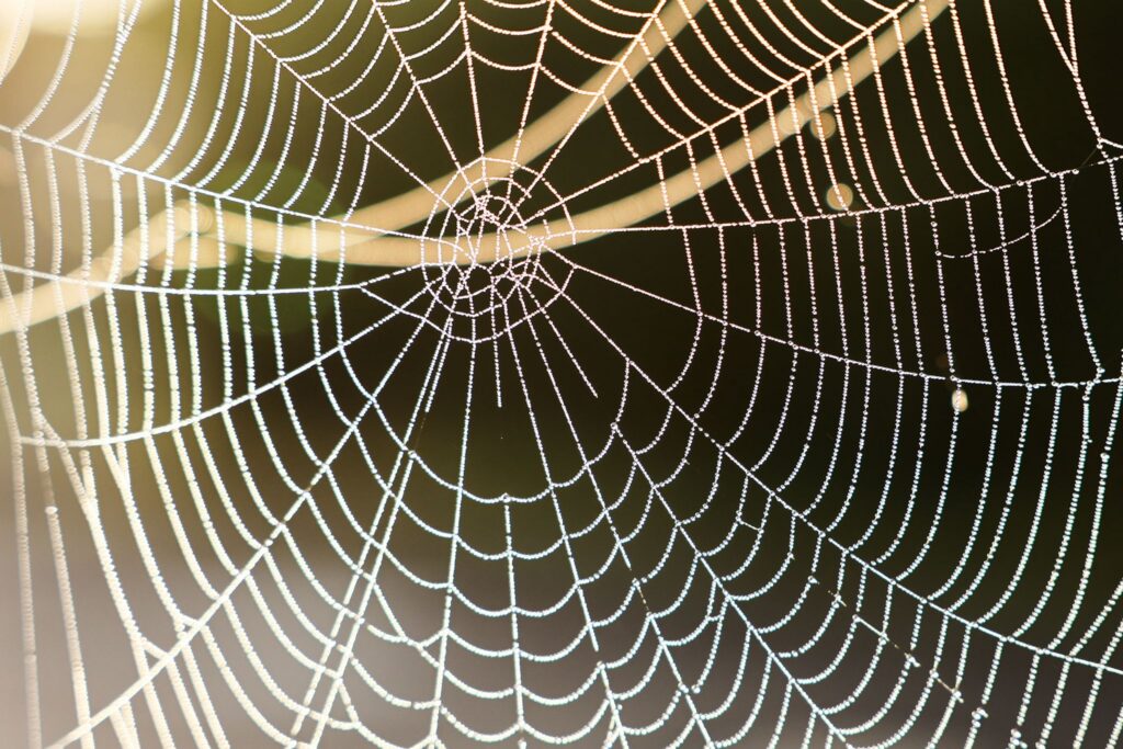 Spinnennetz