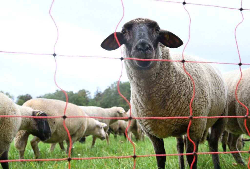 Schafe auf einer Weide