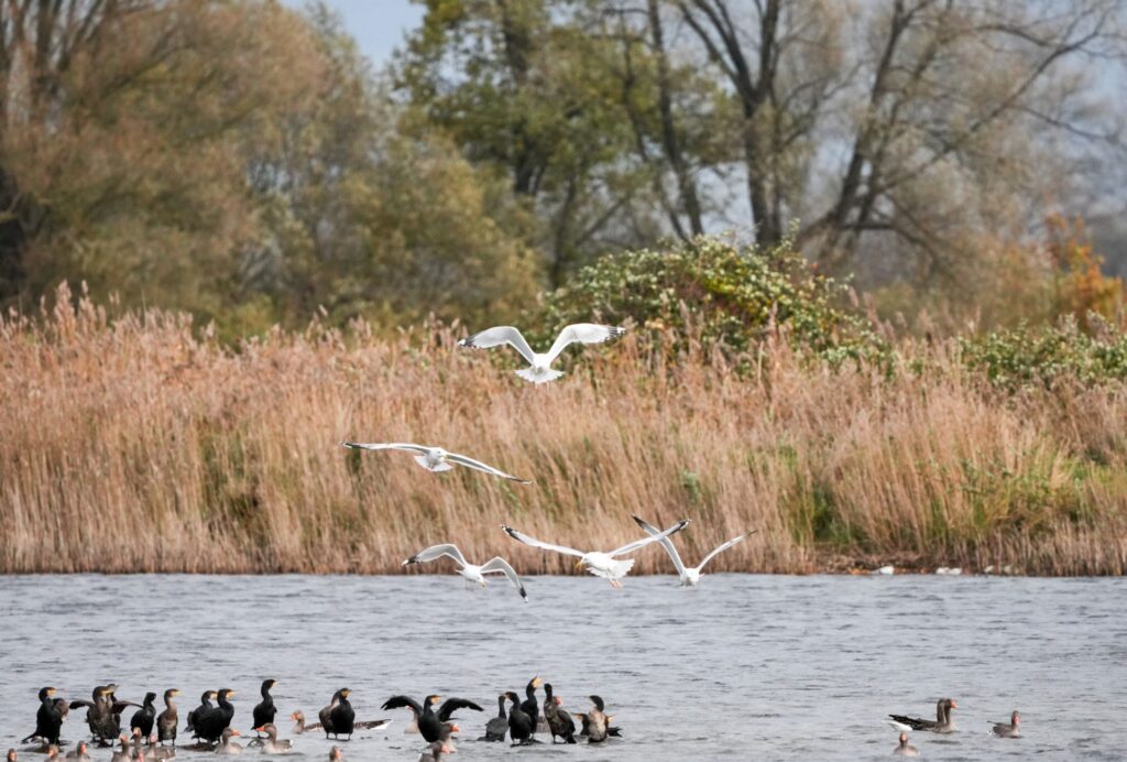 Europäisches Vogelschutzgebiet Linumer Teiche