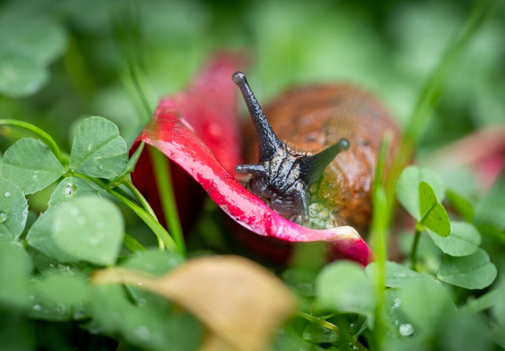 Schnecke im nassen Gras