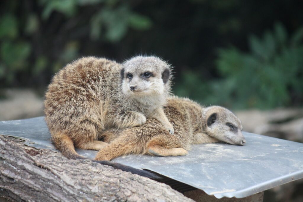 Erdmännchen auf Wärmeplatte