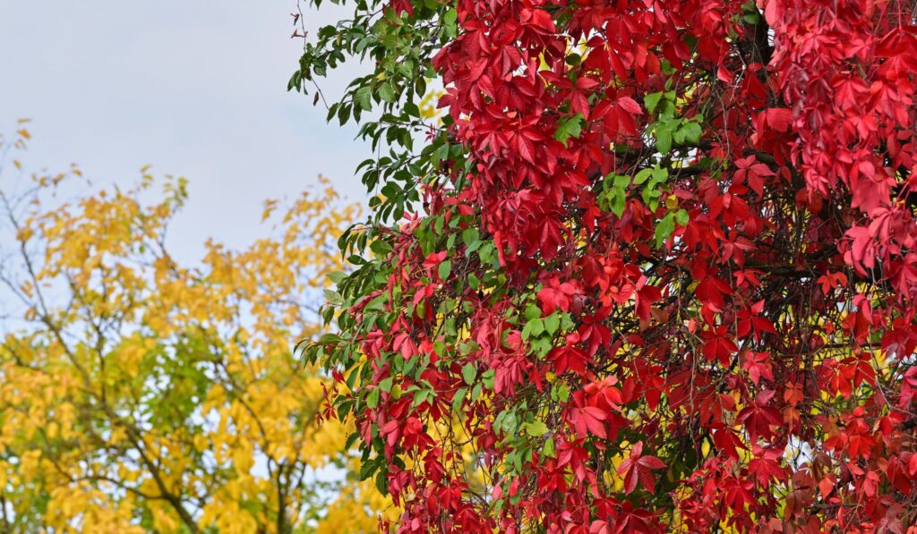 Herbstliches Farbenspiel