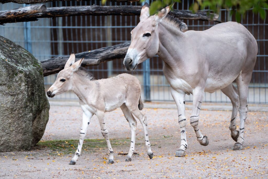 Somali-Wildesel