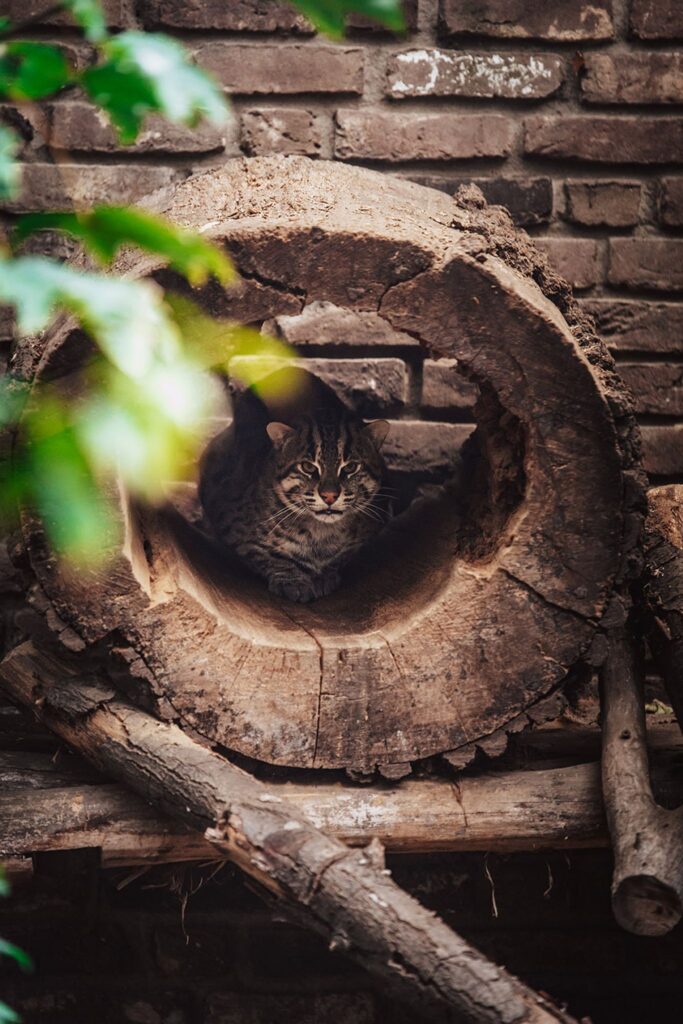 Fischkatze Narok