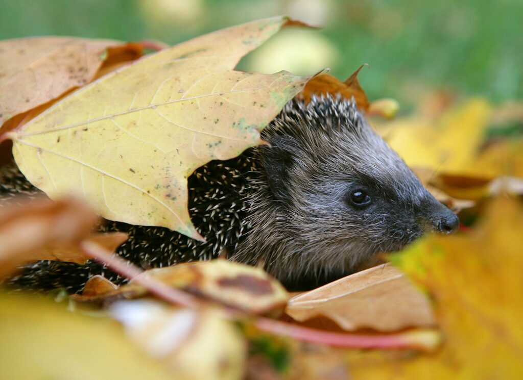 Igel